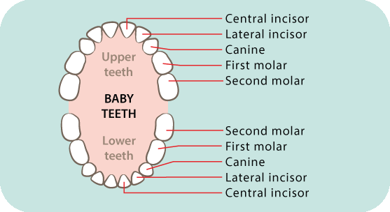 Brushing children’s teeth: in pictures
